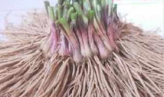 22四季之美主要讲了什么内容 四季之美课堂笔记