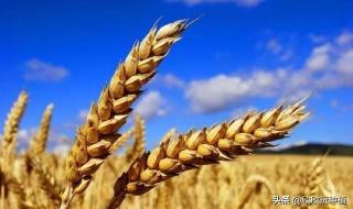 世界各国人均粮食产量排名 中国人均粮食占有量